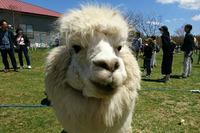 長門牧場に鎖につながれたアルパカが2頭。ストレスを与えるとすぐにツバを吐かれるので注意が必要。(著者撮影)