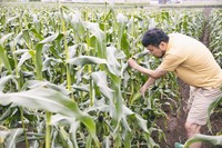 片手で幹を押さえつつ、もう片方の手でトウモロコシを押し下げ、最後にひねって「パキッ」と収穫。この感触も楽しくてクセになりそう。