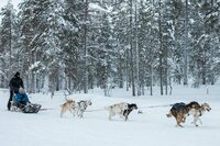 犬ぞり体験など、北極圏ならではのアクティビティーも用意されていた。