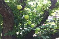 今年も大豊作! ジュースにしようかジャムにしようか……。