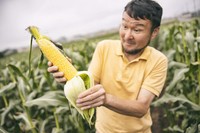 「ゴールドラッシュ」の品種名にふさわしい、鮮やかな黄色に目を奪われる。パツパツに実の詰まった感触も、手に心地いい。