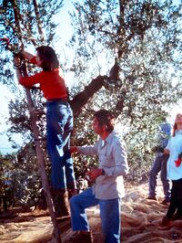 筆者のアルバムから。1997年秋、宮川氏が所有するブリケッラ農園でオリーブの収穫体験をしたとき。果敢にも梯子に登っているのは我が女房。