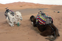 砂漠にいちばん適した乗り物が、このラクダ。後ろに見える砂の山に行き、サンドバギーで悪戦苦闘しましたが、こののんきな顔の動物なら楽勝だったはずです。