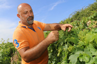 ジョヴァンニ・ロッシさんは、ワイン農園の経営者である。