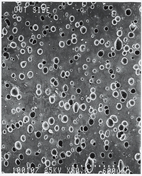 「発泡ゴム」の拡大写真。無数の穴によって路面の水を吸い取り、滑りを抑制する仕組みである。