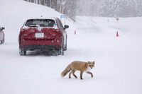 剣淵試験場に毎日のように現れるというキタキツネ。