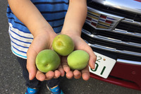 息子も小さい手でたくさん採りました。