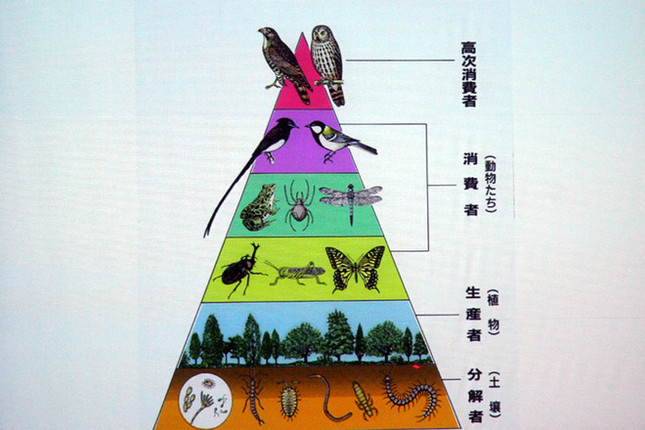 自然は、多様な生物が存在する生態系バランスの上に成り立っていることを示したイラスト(資料:日本生態系協会)