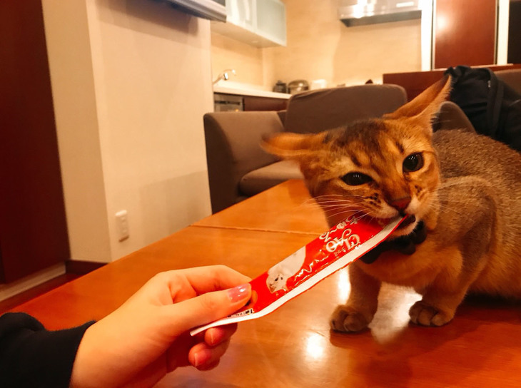 それにしても、「CIAOちゅ~る」に対するネコの食いつきっぷりは、何かイケナイモノが入っているんじゃと疑ってしまうほど……!