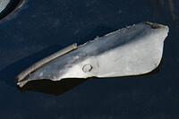 こちらは地面の凹凸にヒットした際に、破損・脱落したフロント床面の部品。次のタイヤ交換では、前輪の肉厚をちょっと上げようと思う。現状は日常生活に支障をきたしているので。