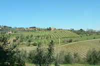 トスカーナのぶどう畑は、まだ芽吹いていませんでした。でも、春はすぐそこに来ています。