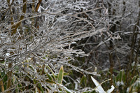 氷が付着した木に寄ってみる。まるでジュンサイのようだ。