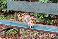 歩いていたらリスを発見。2025年1月筆者撮影。