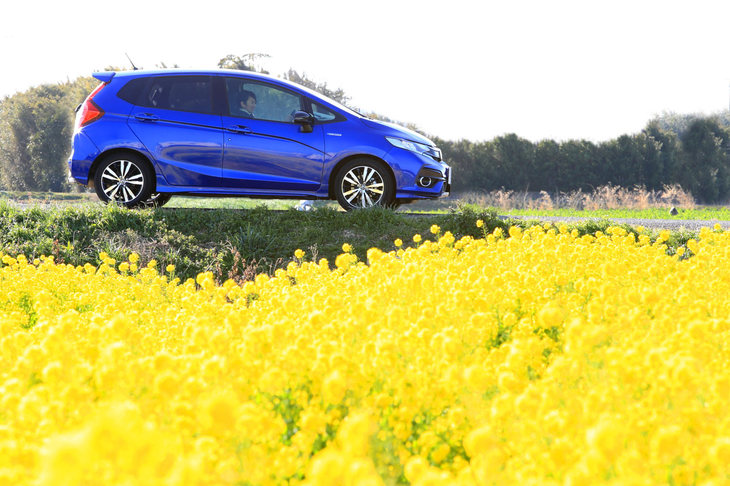 道中ですてきな菜の花畑を発見。黄色い花にブルーの「フィット」のボディーが映える。