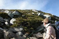 花崗岩の間に群生するハイマツ。その秘密は、気候変動に隠されていた。