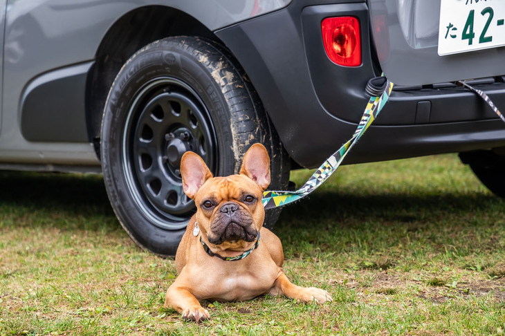 こちらのワンちゃんは休憩中。例年以上に今回の「カングー ジャンボリー」では、さまざまな犬種を目撃することができた。