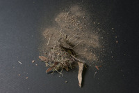 今回の編集部で断トツ1番でゴミが取れた。両手がいっぱいになるほどの量のゴミが取れるとは……。車内でこんなに土埃（ぼこり）があるようには見えなかったので、すごい。