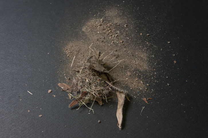 今回の編集部で断トツ1番でゴミが取れた。両手がいっぱいになるほどの量のゴミが取れるとは……。車内でこんなに土埃（ぼこり）があるようには見えなかったので、すごい。