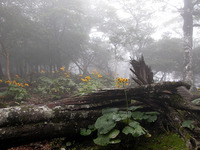 第60回：枯れゆくブナの山、檜洞丸（その9）（矢貫隆）