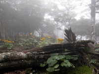 第60回：枯れゆくブナの山、檜洞丸（その9）（矢貫隆）の画像