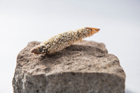 「爆米炸泥鰌（どじょうのおこげ揚げ）」