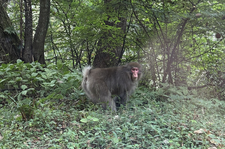 これは帰り道に出会ったサル（群れだった）。上りはシカの群れと何度も遭遇した。