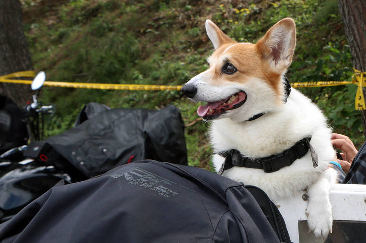 バイクの祭典だけに、参加者も愛車での参加がほとんど。子供の参加も少ないようであったが、その中でも珍しかったのが愛犬連れの参加者だ。このワンちゃんもバイク後方の専用の特等席で、通り過ぎる参加者たちに愛嬌（あいきょう）を振りまいていた。