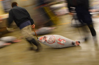 名人はどんなものも流し撮りしてしまう。こちらは、築地市場での冷凍マグロ。（写真＝池之平昌信）