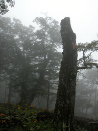 第60回：枯れゆくブナの山、檜洞丸（その9）（矢貫隆）の画像