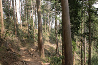 第90回：“奇跡の山”、高尾山に迫る危機その2：1200年前から守られてきた森（矢貫隆）の画像