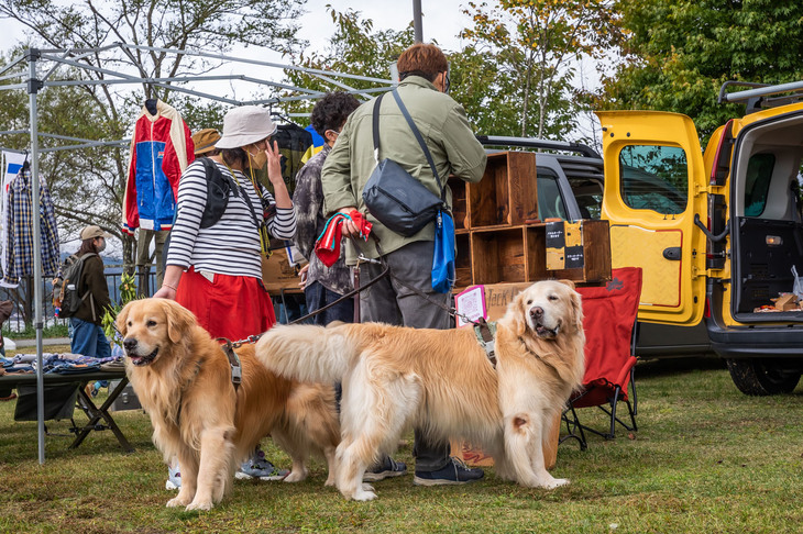 飼い主さんといっしょにフリーマーケットエリアでショッピングを楽しむ大型犬。通り過ぎる子供たちにも大人気だった。