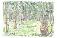 ゴムは15世紀の終わりに、コロンブスによって中南米から欧州に伝えられたとされる。ただ、生ゴムは弾性や防水性はあるものの油に弱く、また気温が高くなると柔らかくなるなど、工業製品の素材としては扱いにくいものだった。