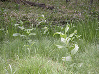 第69回：花粉症はナゼ発症するのか〜答えは日光に〜（その6）（矢貫隆）の画像