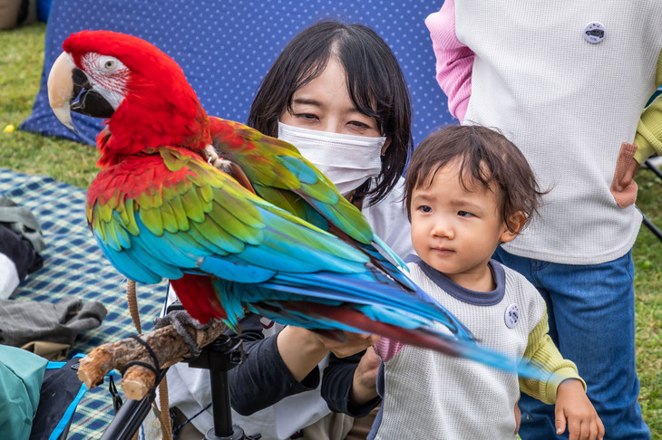 飼い主さんの「おとなしいから触っても大丈夫だよ」との言葉に、おっかなびっくりベニコンゴウインコに近づく子供たち。