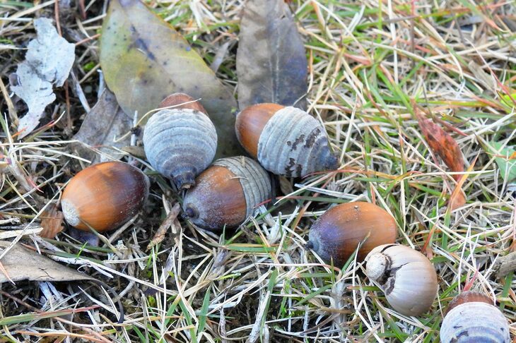 これはシラカシのどんぐりか。家に持って帰っていった子供もいたようだけど、どんぐりのなかには虫が食っているものもあるので気をつけよう。勉強机に隠しておいて、後日、掃除していたお母さんが絶叫……なんてことになりかねないので。