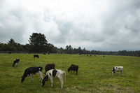 八ヶ岳周辺の立ち寄り地「まきば公園」でのひとこま。牛馬をはじめ、さまざまな動物が放牧されている。
    