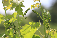 ブドウの花穂。やがて花が咲き、秋にはたわわな房となる。
    