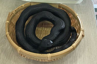 久高島イラブー。琉球王朝時代、久高島でのイラブー漁は上級神職者のみに許された神聖な行為とされていた。