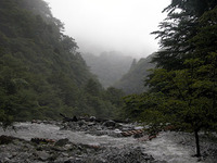 しっとりした森を抜けてたどり着いた「ゴーラ沢出合」。轟々たる水しぶきをあげ流れる川の水が、丸太の橋を飲み込もうとしていた。