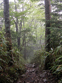 第56回：枯れゆくブナの山、檜洞丸（その5）（矢貫隆）の画像