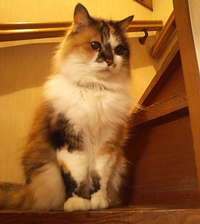 『webCG』スタッフの「2014年○と×」の画像