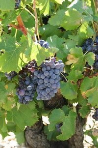 2003年のヨーロッパワインは、まれに見る「当たり」だそうな。夏が暑かったんで、ぶどうの糖度がめちゃくちゃ高い。実際、畑でつまんでみたらすごく甘かった。今から業者は買占めに走ってるようです。2003年モノはヴィンテージだ！