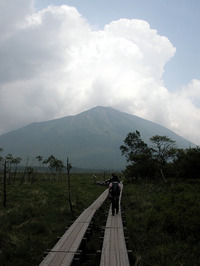 第68回：花粉症はナゼ発症するのか〜答えは日光に〜（その5）（矢貫隆）の画像