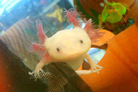  『webCG』スタッフの「2009年○と×」の画像