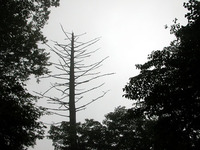 第58回：枯れゆくブナの山、檜洞丸（その7）（矢貫隆）