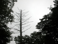 第58回：枯れゆくブナの山、檜洞丸（その7）（矢貫隆）の画像