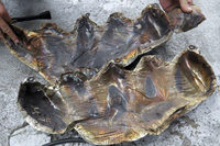 ……裏側はこの通り。ヘダーも、この遮熱板に触れている箇所を中心に腐食が進んでいたとのこと。「普通はこんなことで腐食することはないんですけどね」とはメカさんの弁。いずれにせよ、この遮熱板はお役御免とあいなった。