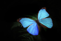 レクサスの国内累計販売50万台を記念した、特別な「LC」発売の画像