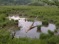 第70回：花粉症はナゼ発症するのか〜答えは日光に〜（その7）（矢貫隆）