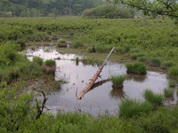 湿原の水辺に浮かぶ丸っこい草は、スゲの仲間が集まった株で「谷地坊主（やちぼうず）」と呼ばれる。水位が上がっても緑の草の部分が濡れないようになっている。